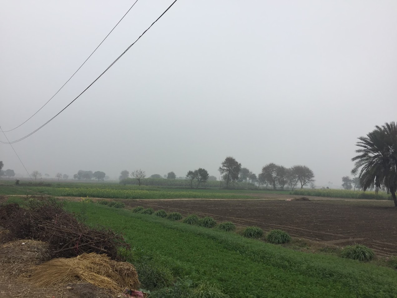 Fields Outside My Home in Pakistan
